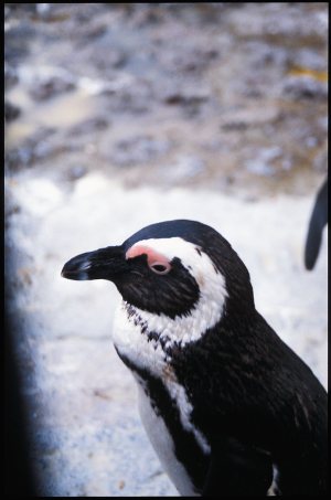 Pingüino en Santander