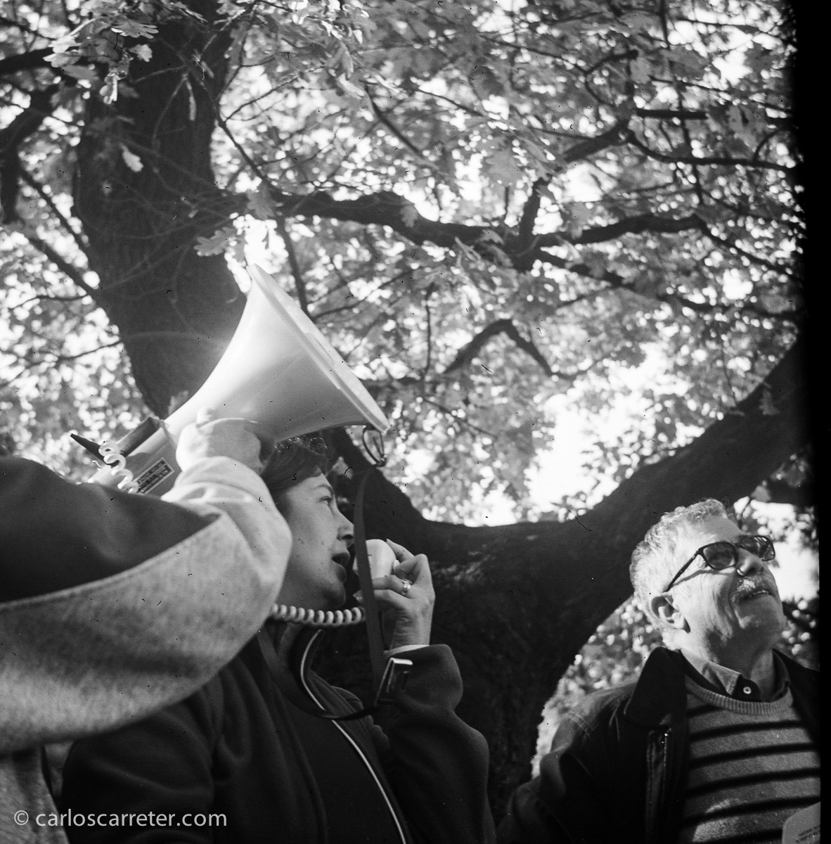 Homenaje a un roble centenario en el Canal Imperial de Aragón a su paso por Zaragoza. Fotografía tomada con la Zeiss Ikon Ikonta b sobre negativo en blanco y negro cromogénico.