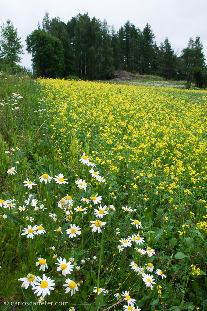 Lamentablemente carezco de fotografías de la tundra siberiana o de los Montes Urales,... lo más cerca... los bosques y prados finlandeses; estos cerca de Tampere.