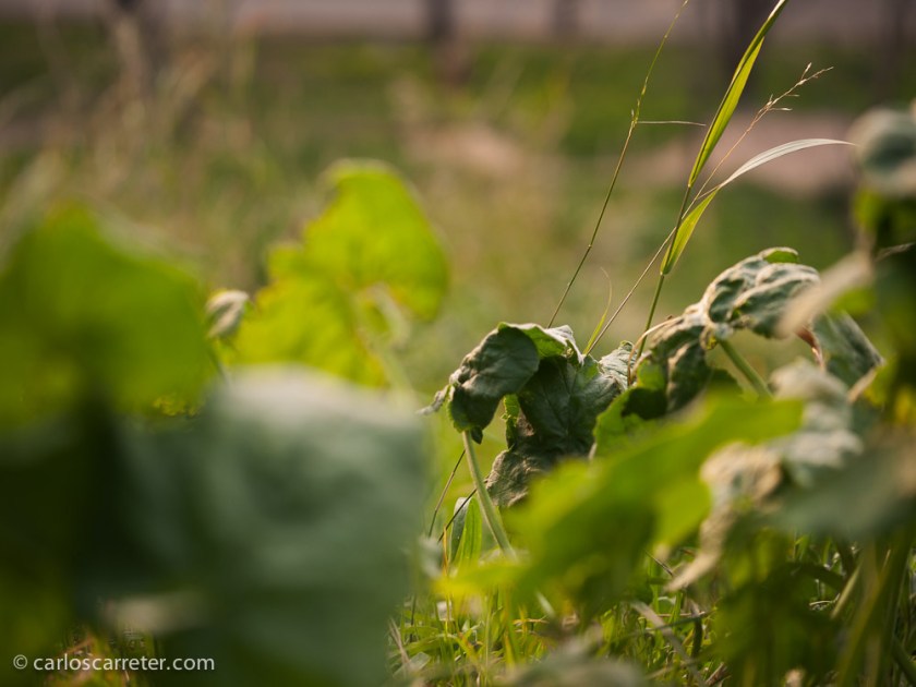 Con la suave luz de la tarde, tanto te da mirar al cielo y a la ciudad como al sendero por el que pisas.