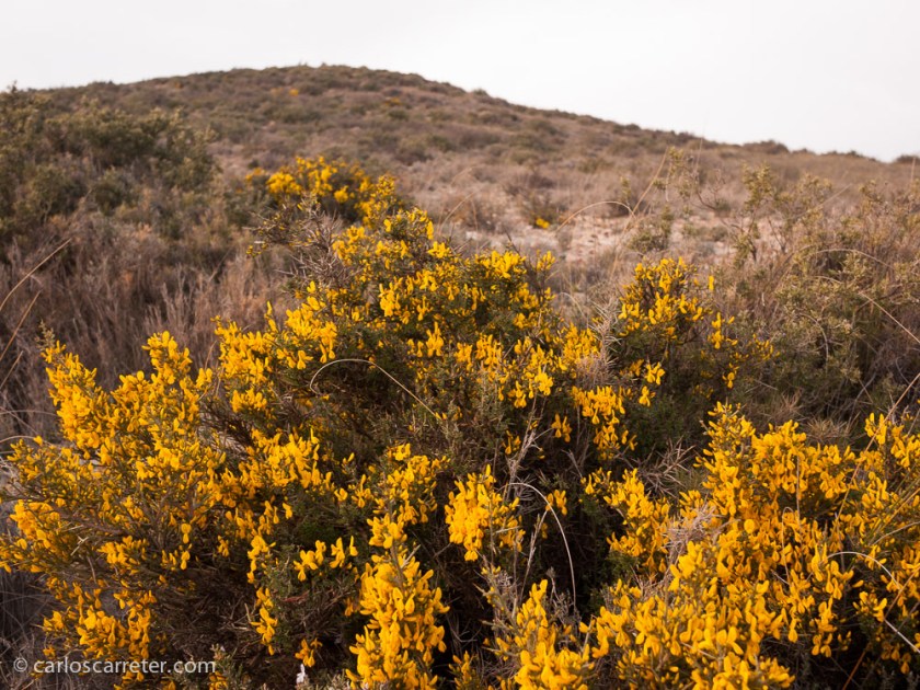Apenas un pequeñas y escasas flores ponen un poco de color en los áridos montes cerca de Rodén.