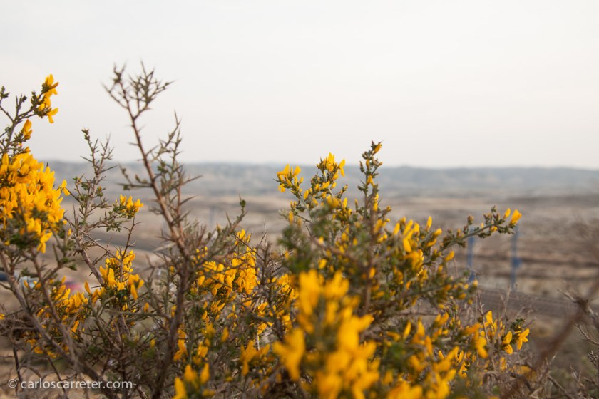 Y la vegetación acompañante es resistente a la carencia de humedad de la zona a pesar de que tampoco nos separan tantos kilómetros del río Ebro.