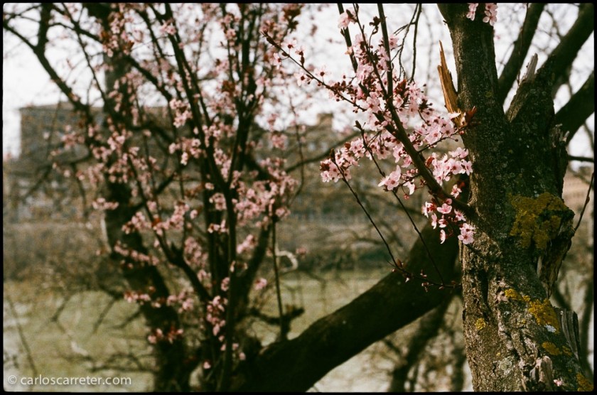 No son los famosos "sakuras", cerezos en flor, japoneses, pero son las primeras flores que anuncian la primavera, a orillas del Ebro a su paso por Zaragoza.