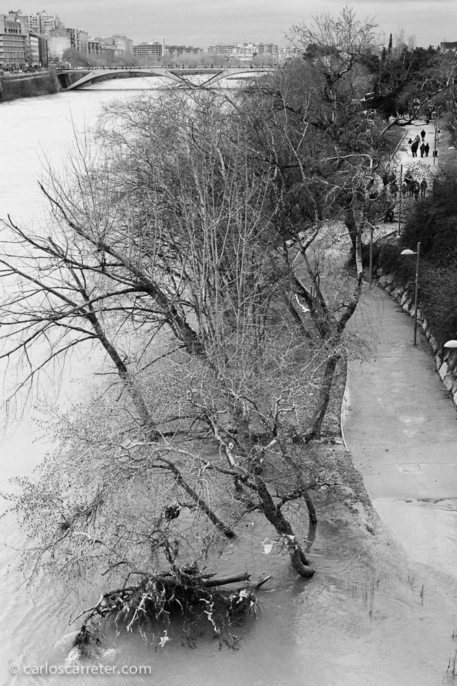 El Ebro desbordándose ligeramente bajo el puente de Piedra.