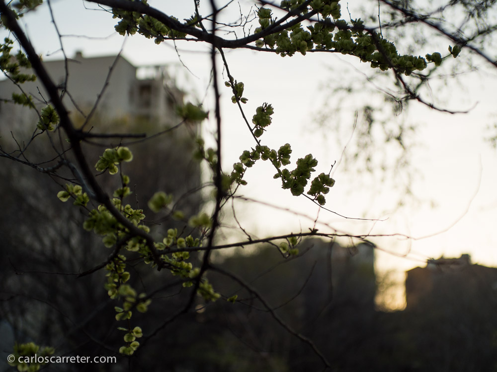 Ramas al contraluz junto al Canal Imperial de Aragón.