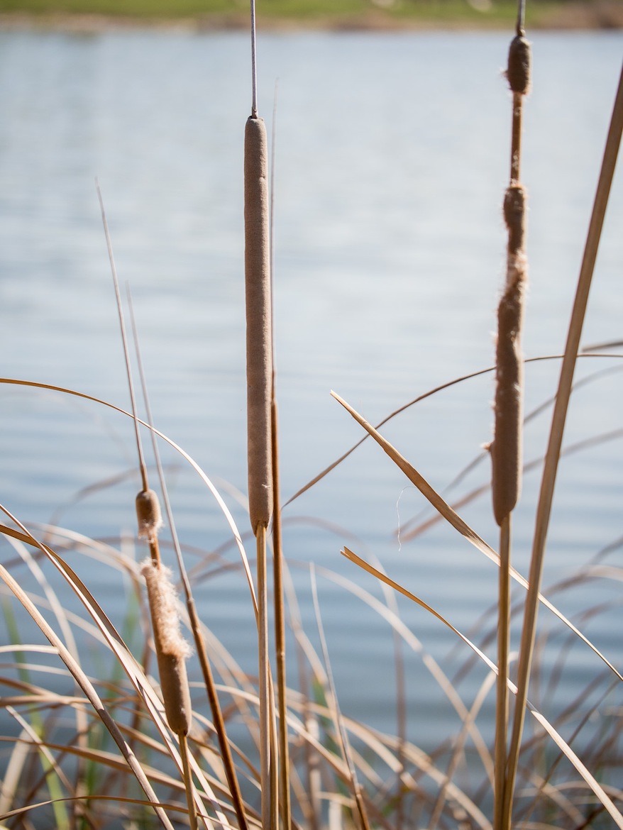 Uno de los problemas de los parques de Zaragoza es que, tratándose de una ciudad con clima árido, la vegetación tarda en crecer.