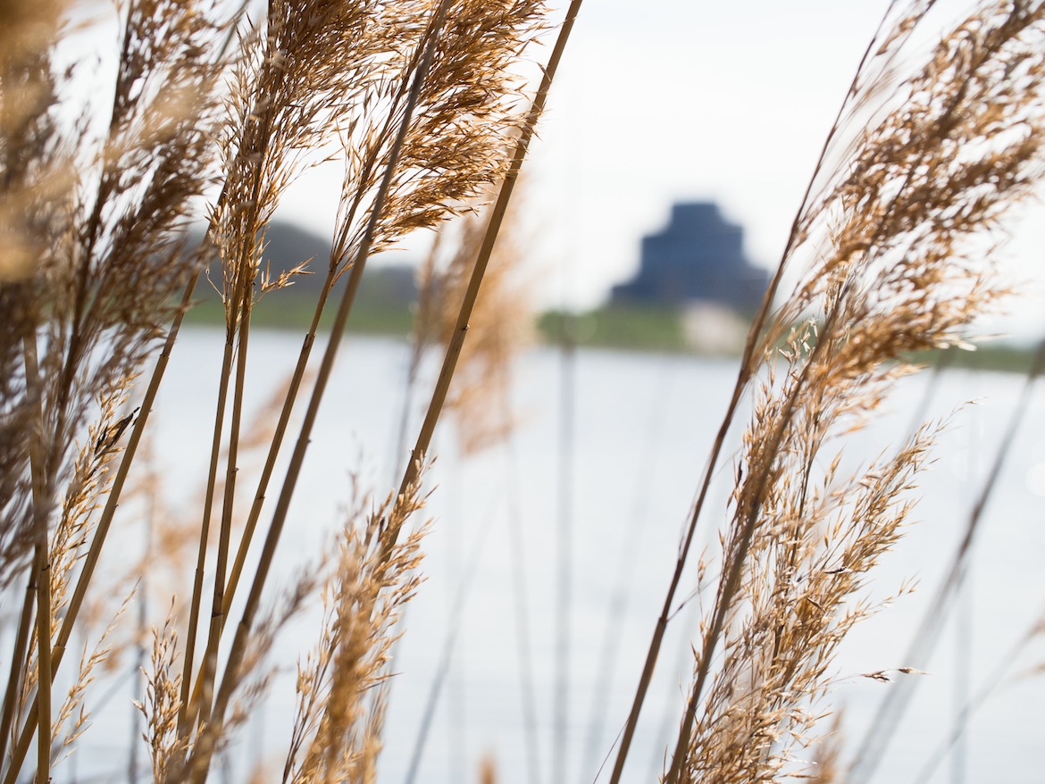 Incluso la que encontramos en torno al gran estanque del parque no es para tirar cohetes.