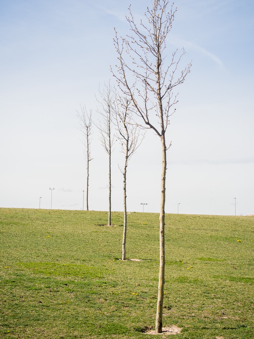 No digamos ya los esqueléticos árbolillos, poco más que estacas con alguna rama, que se encuentran dispersos por la extensión del parque.