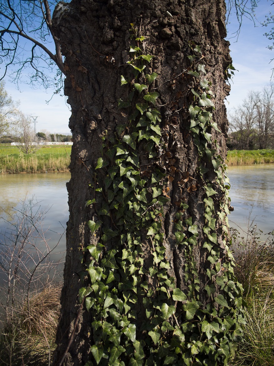 Más interesante resulta recorrer el soto que se mantiene a orillas del Canal Imperial de Aragón.