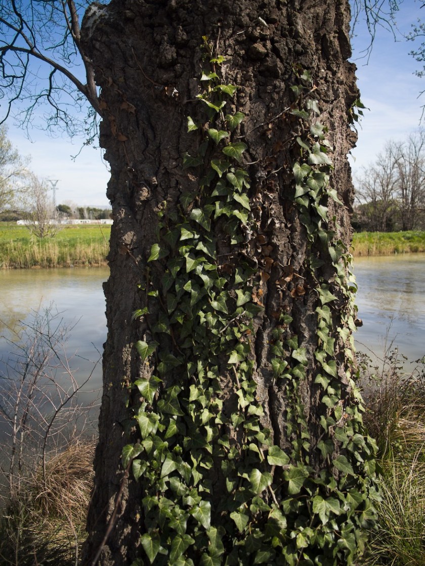 Más interesante resulta recorrer el soto que se mantiene a orillas del Canal Imperial de Aragón.