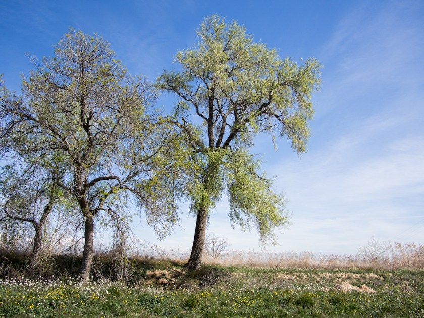 Y eventualmente encontramos una diversidad de árboles que flanquean el curso del canal, invisible de otra forma.