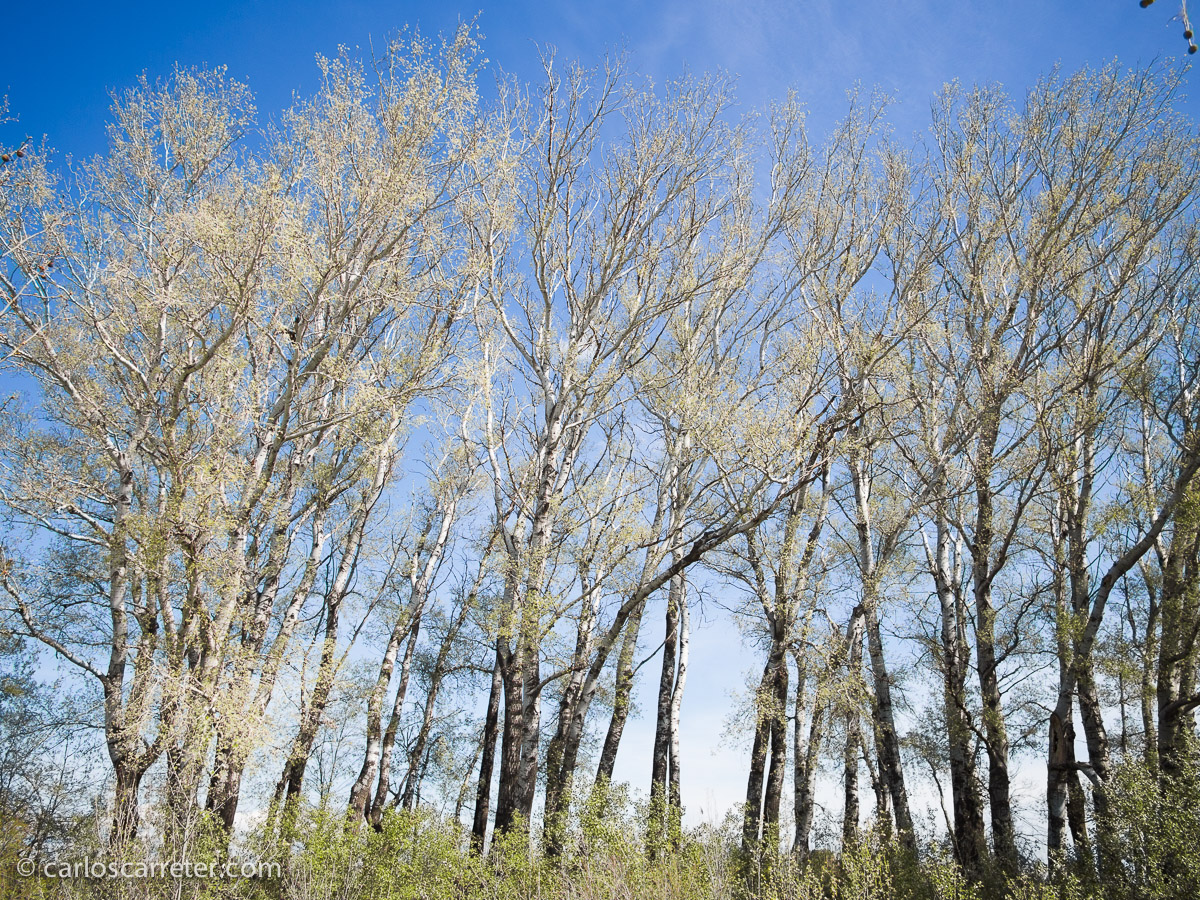 Durante las horas que pasamos paseando por el parque hago varias incursiones por el soto.