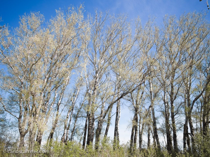 Durante las horas que pasamos paseando por el parque hago varias incursiones por el soto.