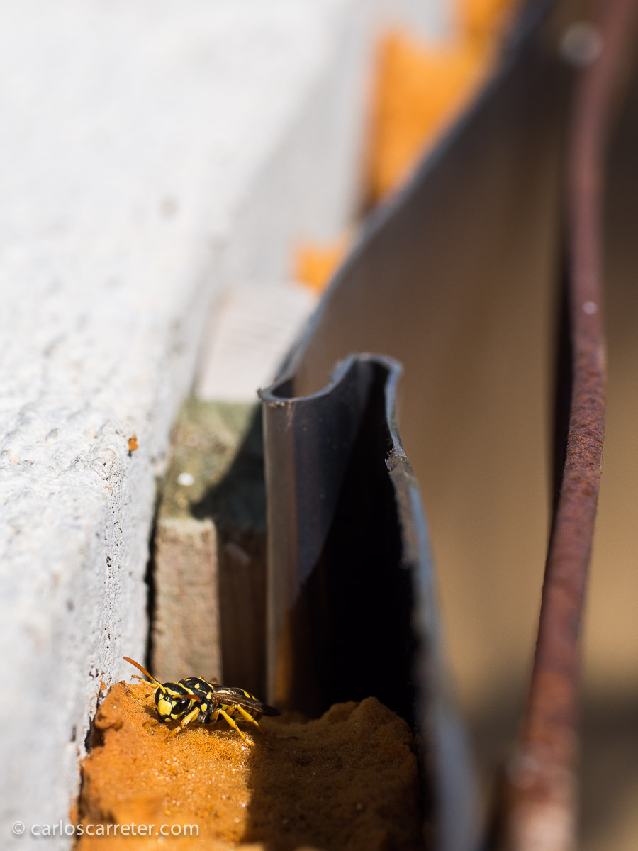 Algunos tenían miedo de un nido de avispas que encontramos en la atalaya de uno de los laberintos del parque; pero ya hemos visto en el texto que animales más peligrosos hay por el mundo,... bípedos.