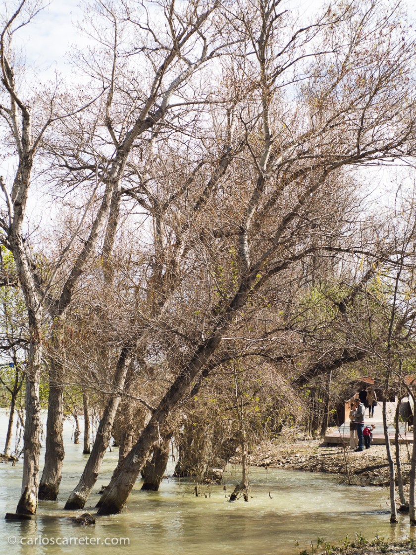 Durante el paseo dominical, también me dediqué a hacer algunas fotos con la Rollei 35 de un amigo, cuyos negativos todavía no tengo revelados. A ver si mañana os enseño algo.
