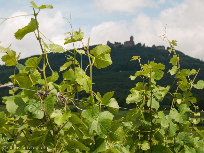 Entre los viñedos alsacianos, la fortaleza de Haut-Koenigsbourg, uno de los puestos de frontera tradicionales entre el imperio germánico y Francia.