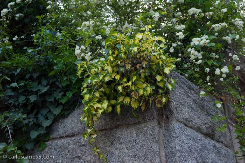 Basílica de San Antonio