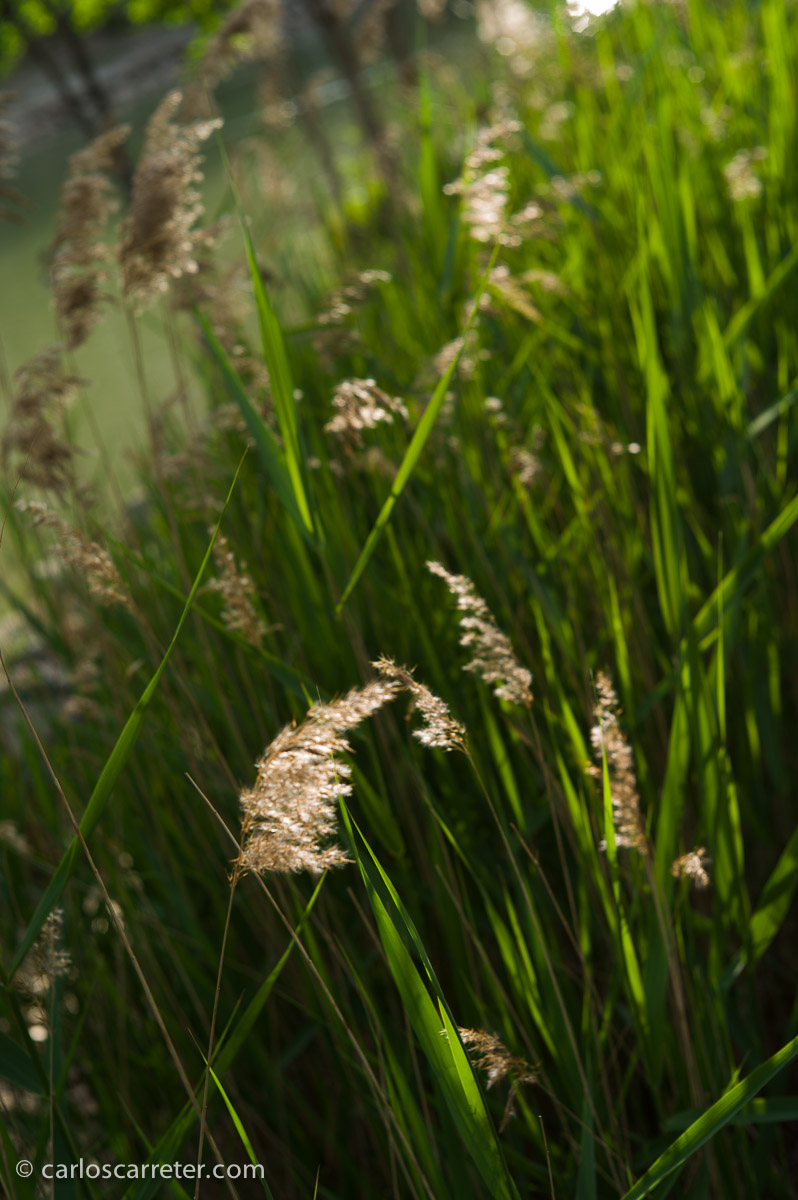 Torturando un poco el objetivo; Con un ligero contraluz y con apertura amplia. Canal Imperial de Aragón, Zaragoza.