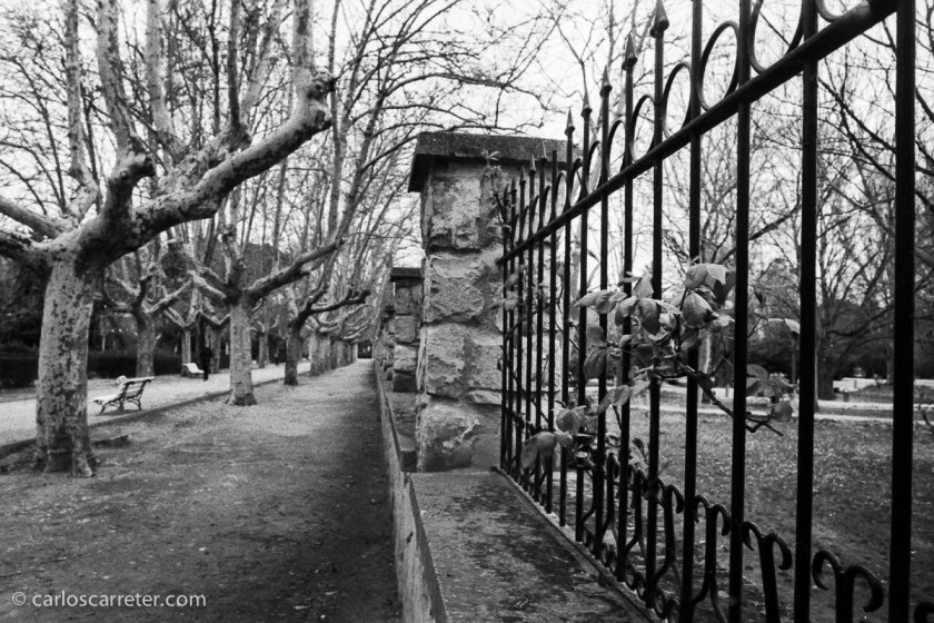 Con la Leica IIIf usé un carrete de Ilford HP5 Plus para probar las ventajas e inconvenientes del revelado desatendido con Rodinal; para ello salí a pasear por el Parque Grande.