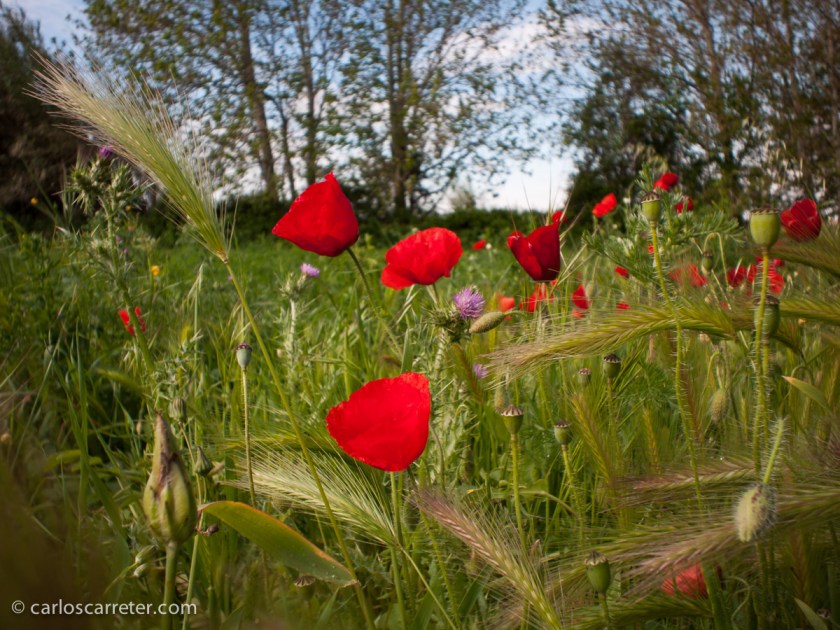 Abril - Llega la primavera, y los ababoles reinan en los campos próximos al soto de Cantalobos, aunque la mañana es fría.