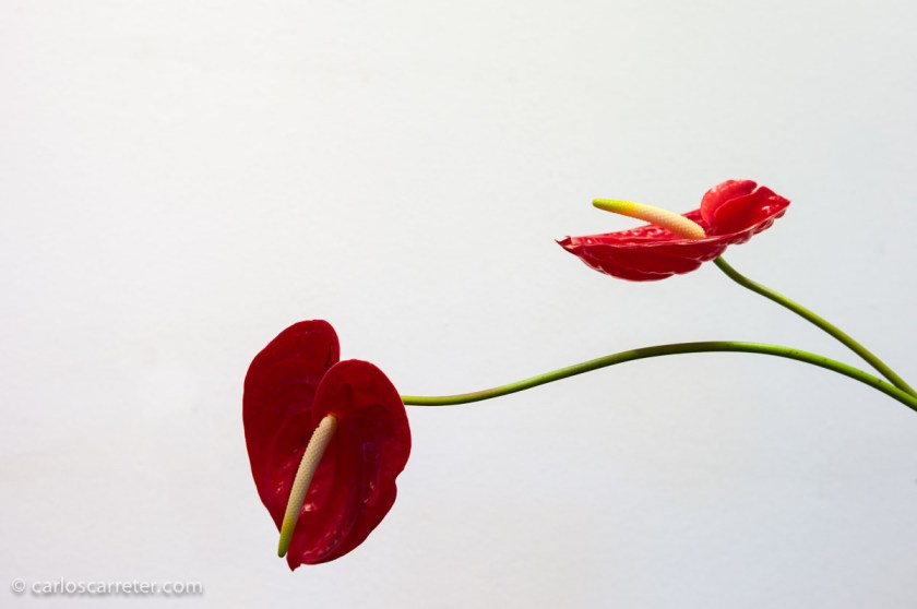 Mayo - Arreglos florales japoneses en el Parque Grandes; símbolo de un deseo de viajar que todavía no se ha satisfecho.