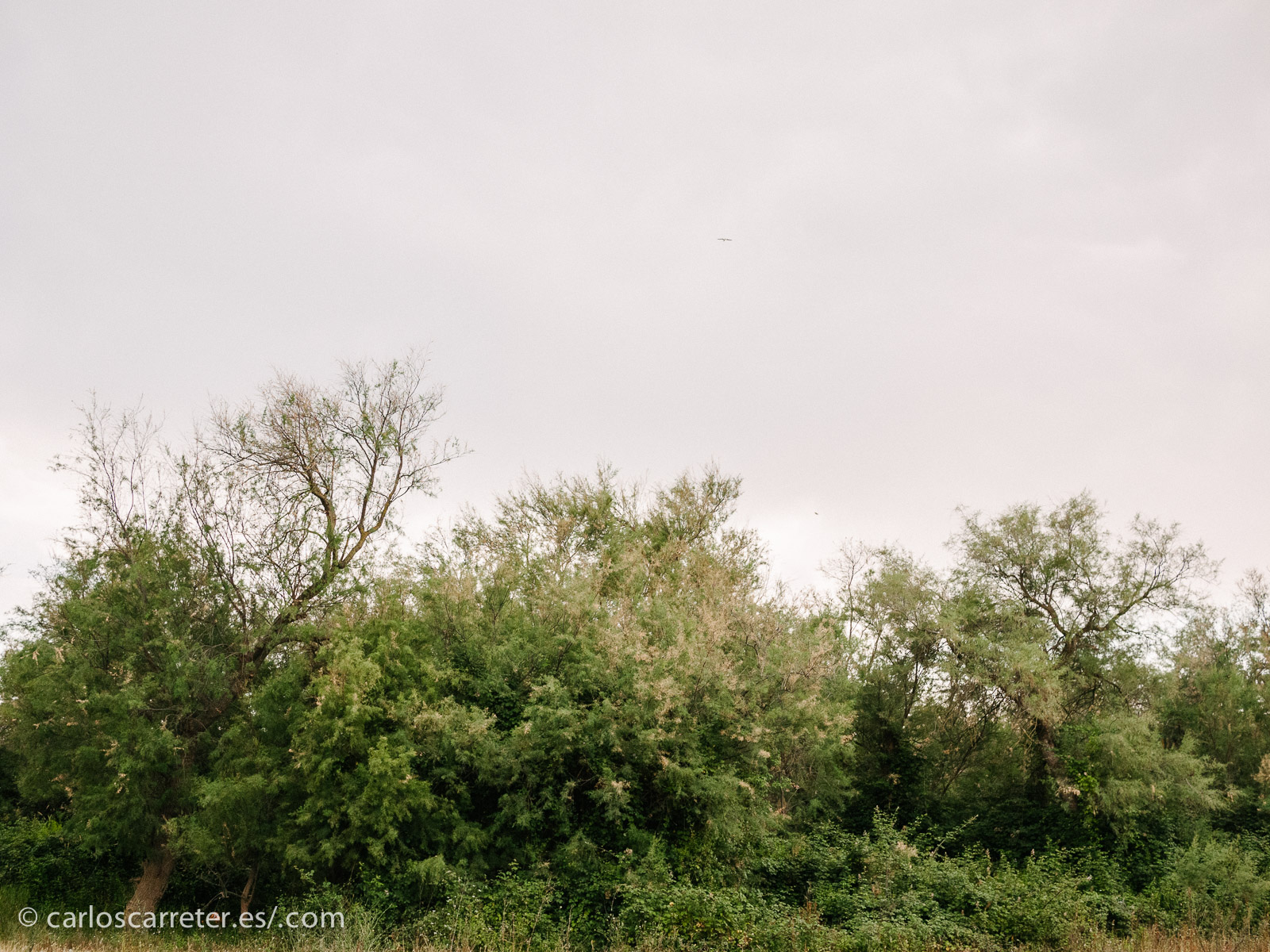 Las fotografías de la entrada, tomadas hoy mismo, en el entorno del pabellón-puente, en una actividad también relacionada con la fotografía.