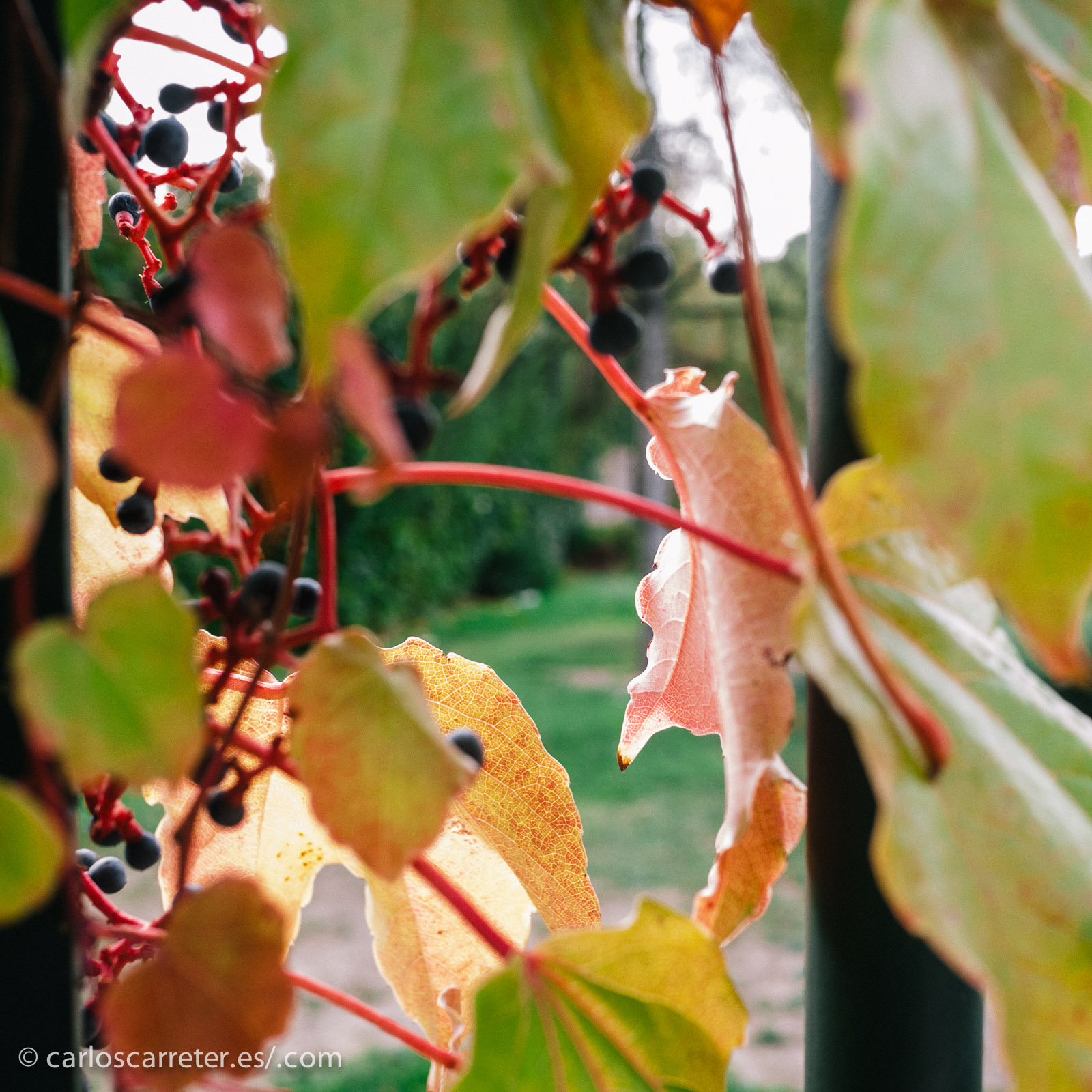 Ambiente otoñal, para una entrada en el que el personaje más destacado es una mujer en el otoño de su vida.