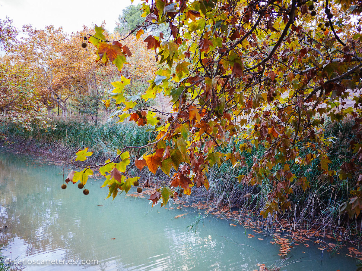 Hojas de tonos ocres sobre las remansadas aguas de los ríos y canales.