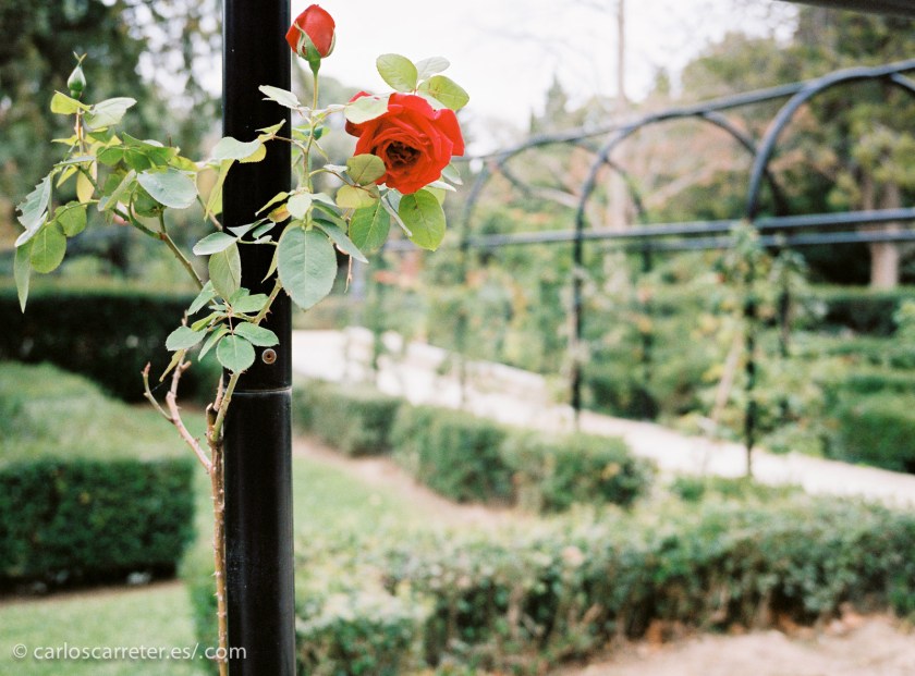 20141124-CarlosCarreter-39