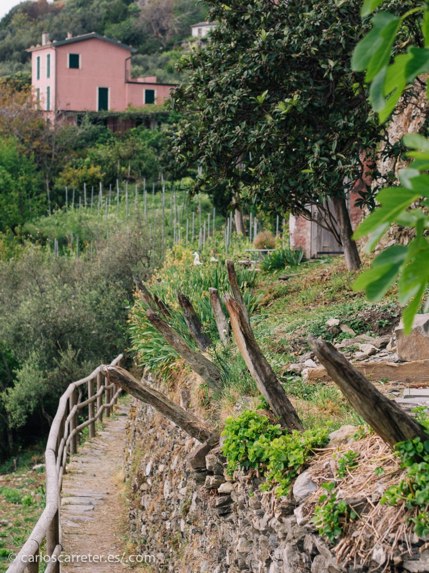 Entre "mis defectos" está el de no haber recorrido adecuadamente la Provenza y la costa mediterránea francesa; lo más parecido que tengo en fotos son los paisajes de la Riviera de Levante en  Liguria, Italia.
