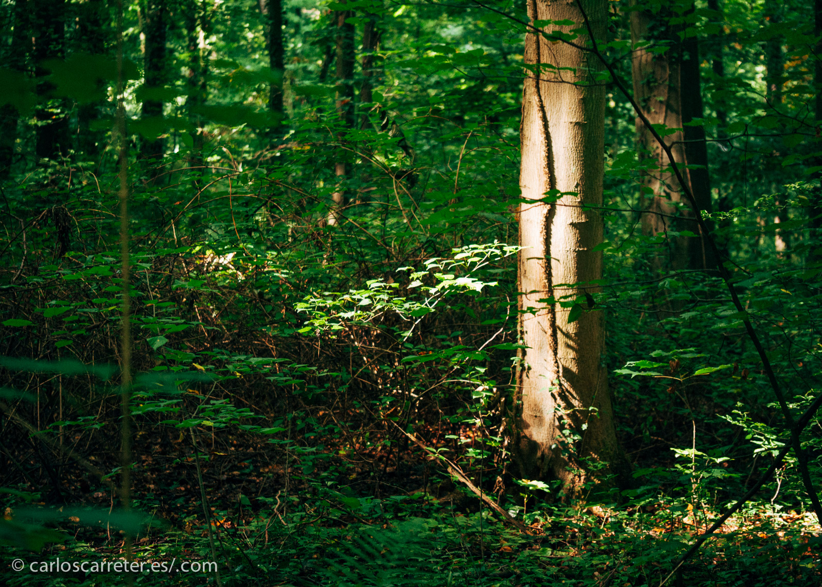 Los bosques, los campos y las poblaciones alemanas presentaron una intensa resistencia a la invasión aliada, por lo menos en un principio; aunque la lucha fue mucho peor en el frente oriental. En la foto, el bosque del palacio de Augustusburg, cerca de Colonia.
