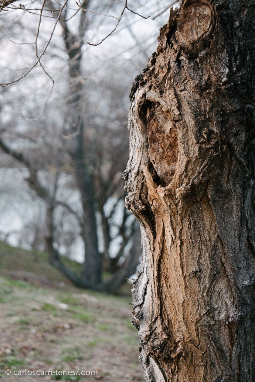 Todavía no he salido con la cámara en este 2015, todavía no he abierto el catálogo del año; espero no tardar mucho. En cualquier caso, buena año y mucho cine del bueno para todos.