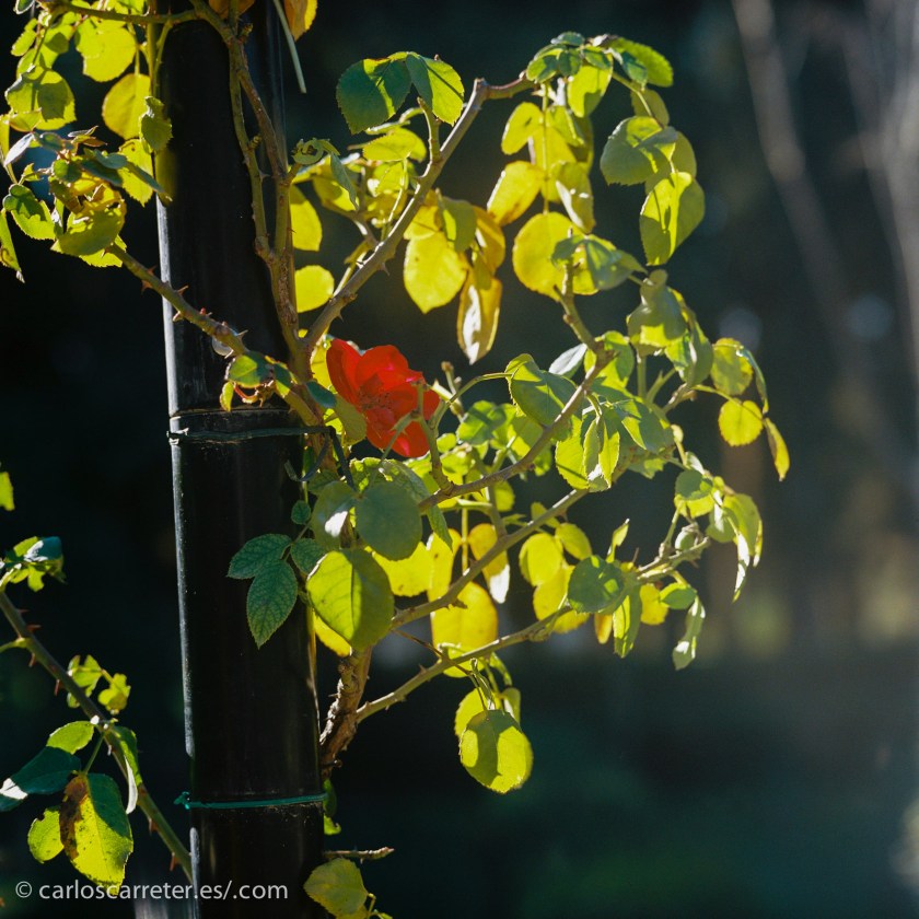 Lo cierto es que salvo por su limitada apertura máxima, f/4, es un objetivo agradable de usar y con unos resultados estupendos.