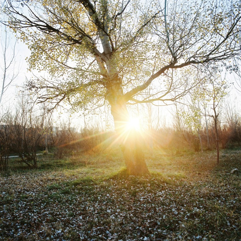 He recibido una serie de fotografías que realicé con la Hasselblad hace un par de semanas en el entorno de los sotos del Ebro próximos al Parque del Agua de Zaragoza.