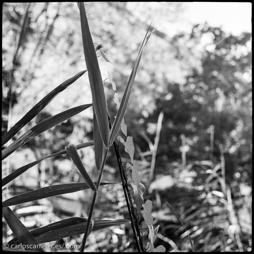 Pocas fotografías recientes... ni apropiadas al desmán cinematográfico de la semana...