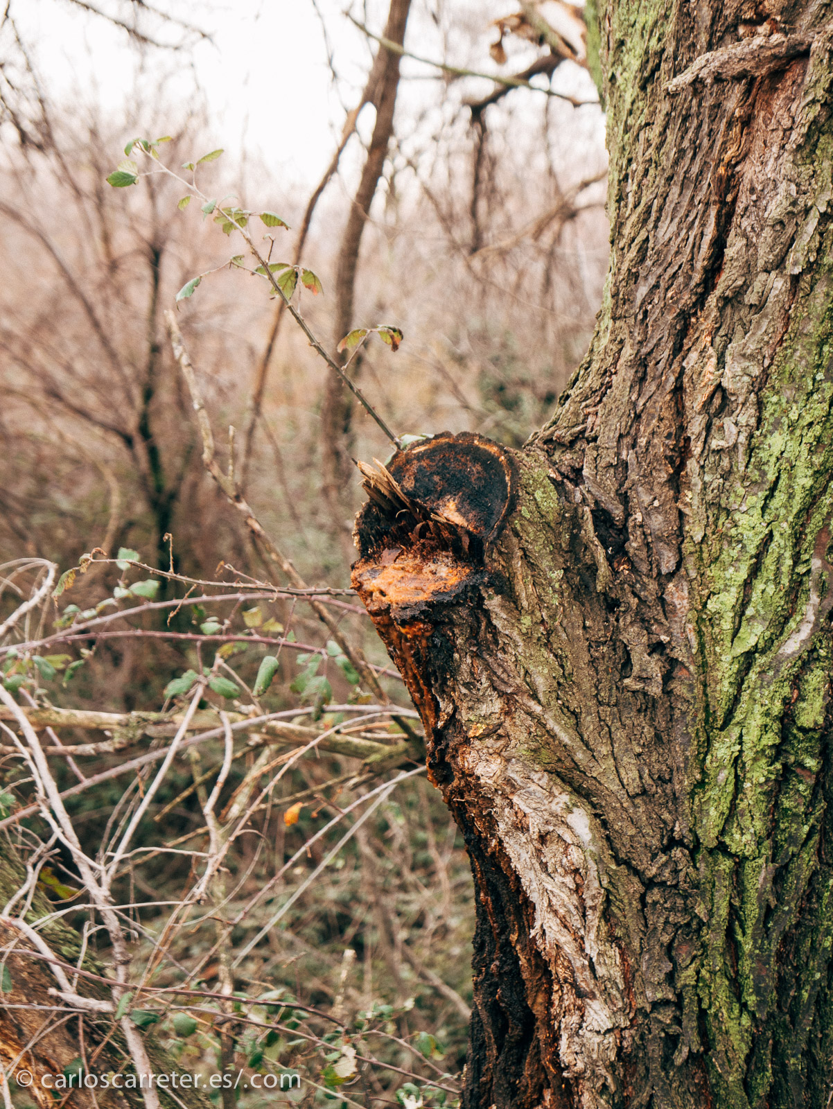 Un clima aparentemente siempre gris y frígido, parecido al fin de semana que tuvimos estos últimos días en Zaragoza.