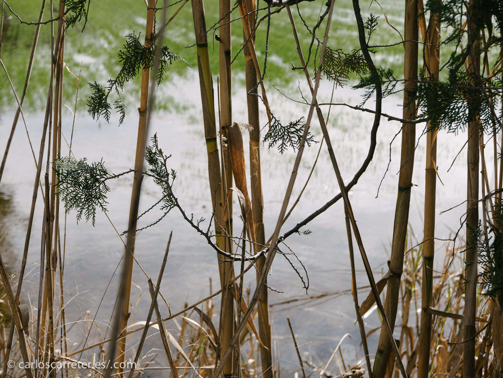 Después nos hemos dirigido a los galachos. A poco de salir del jardín, hemos empezado a encontrar algunos campos parcialmente inundados.
