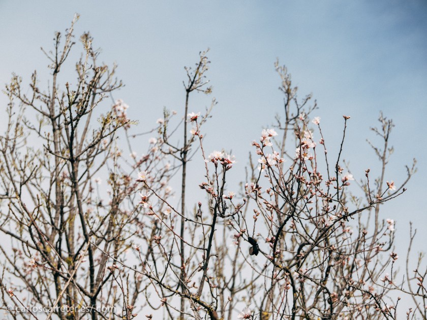 Ya de vuelta, hemos comprobado que la primavera está anunciando ya su llegada en estas latitudes.