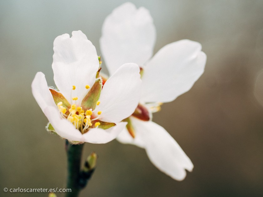 Incluso hemos usado los objetivos macro para fotografíar algunas de las flores. No en vano, llevamos ya unos días esta semana en los que las temperaturas diurnas están alcanzando ya los 15 ºC.