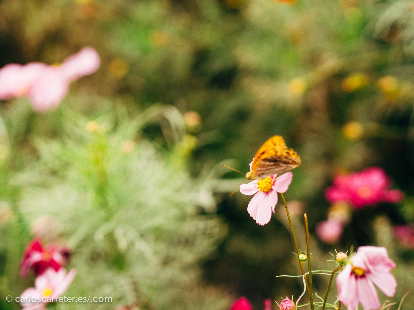 Si las ciudades japonesas, Tokio entre ellas, no son más bellas, es debido a la gran destrucción que sufrieron durante la guerra mundial.