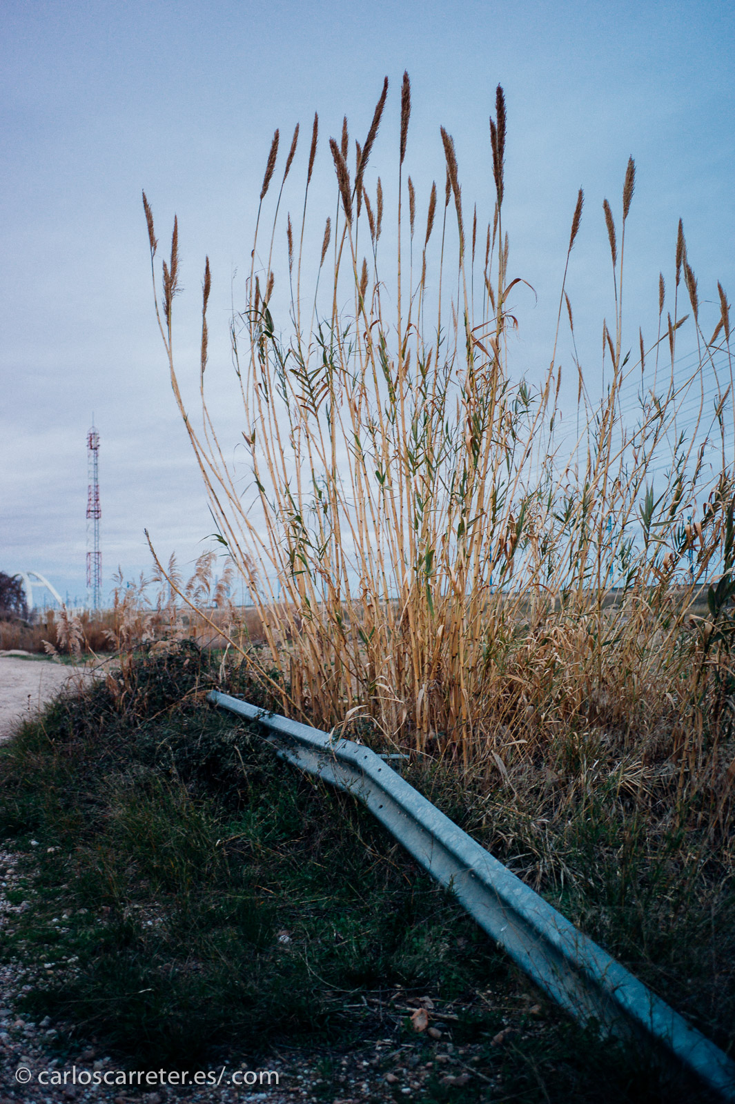 El Detroit que inspira la película es el del declive económico, el del vuelco étnica y el de la naturaleza recuperando el terreno urbano abandonado.
