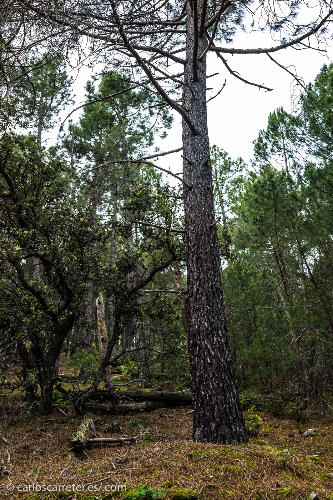 El estudio de la naturaleza y del universo, el conocimiento sobre como funciona es el objetivo último de la física.