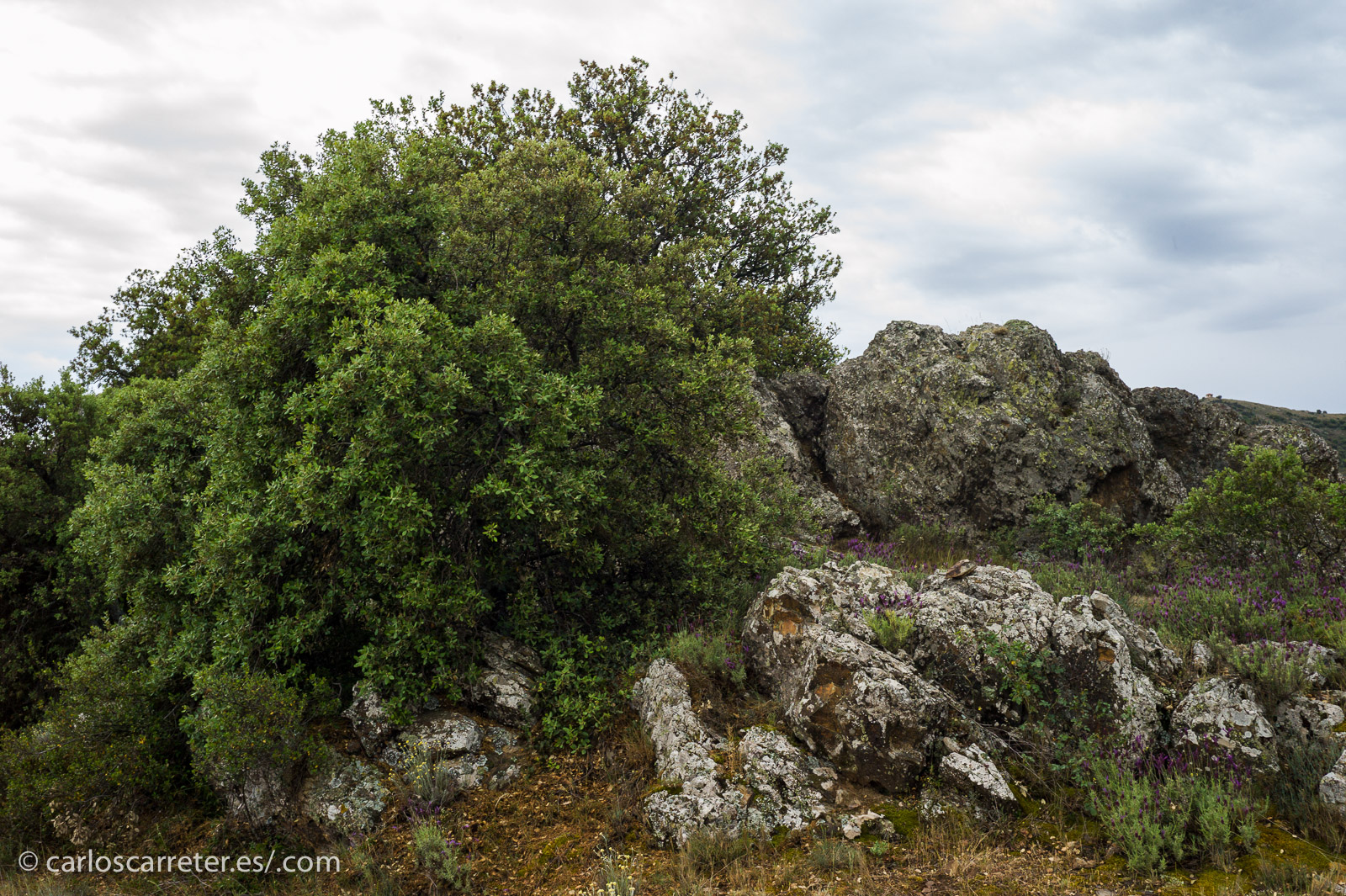 En principio, el planeta Tierra es bastante acogedor dentro de lo que cabe; y no le falta belleza como en estas vistas de la sierra de Algairén, Aragón (España).
