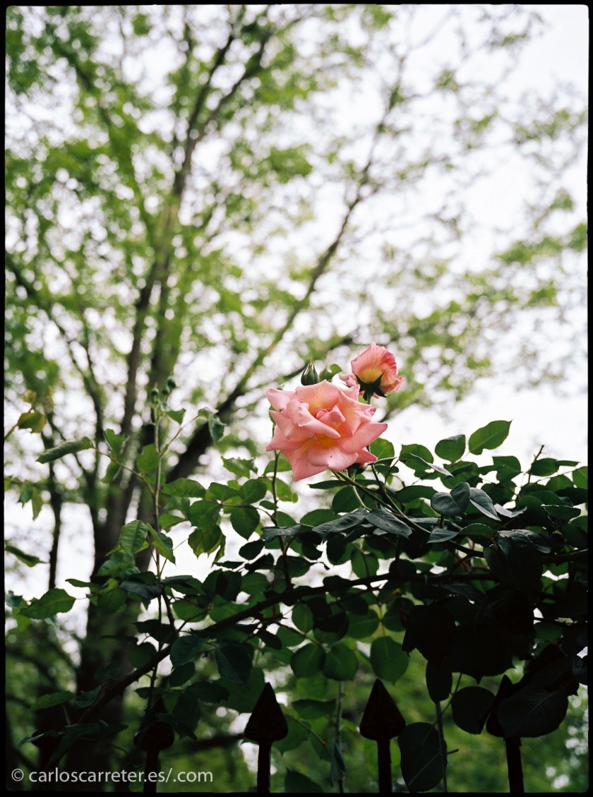 Nos dejaremos transportar hoy por imágenes sencillas.