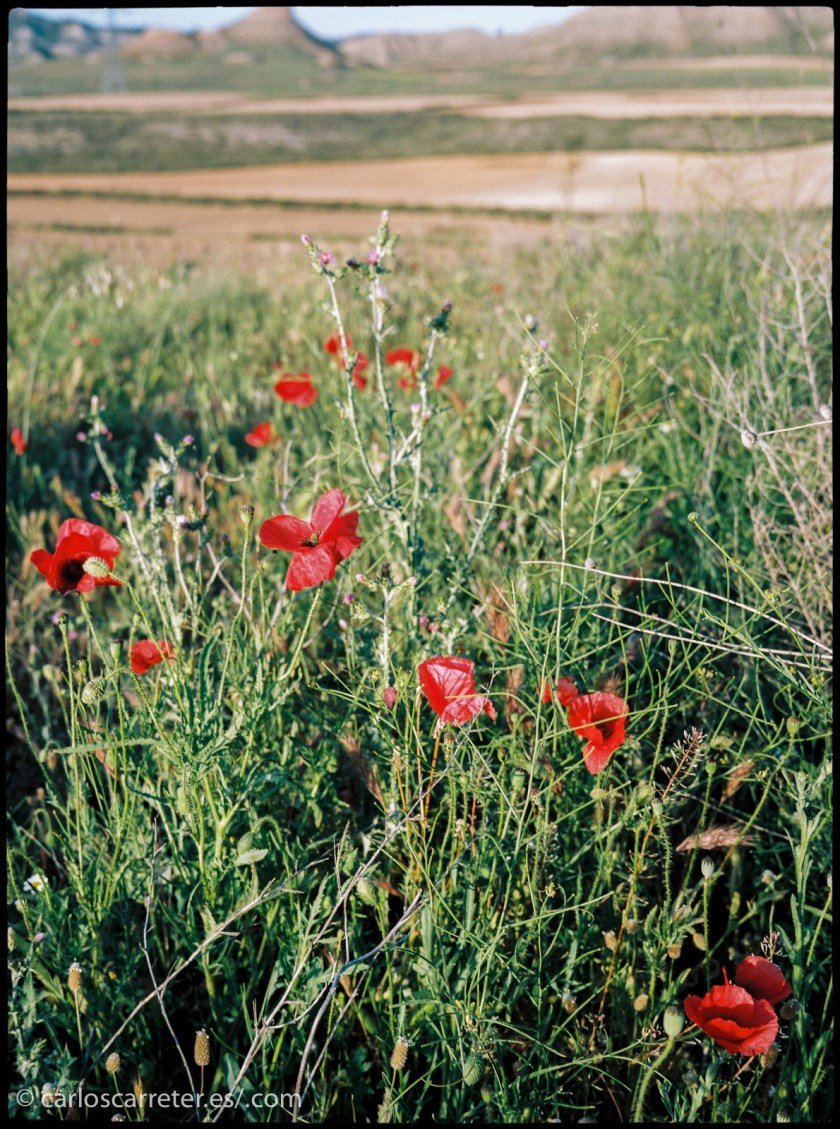 Que nadie dijo que todos los sueños se tuvieran que soñar mientras se duerme.