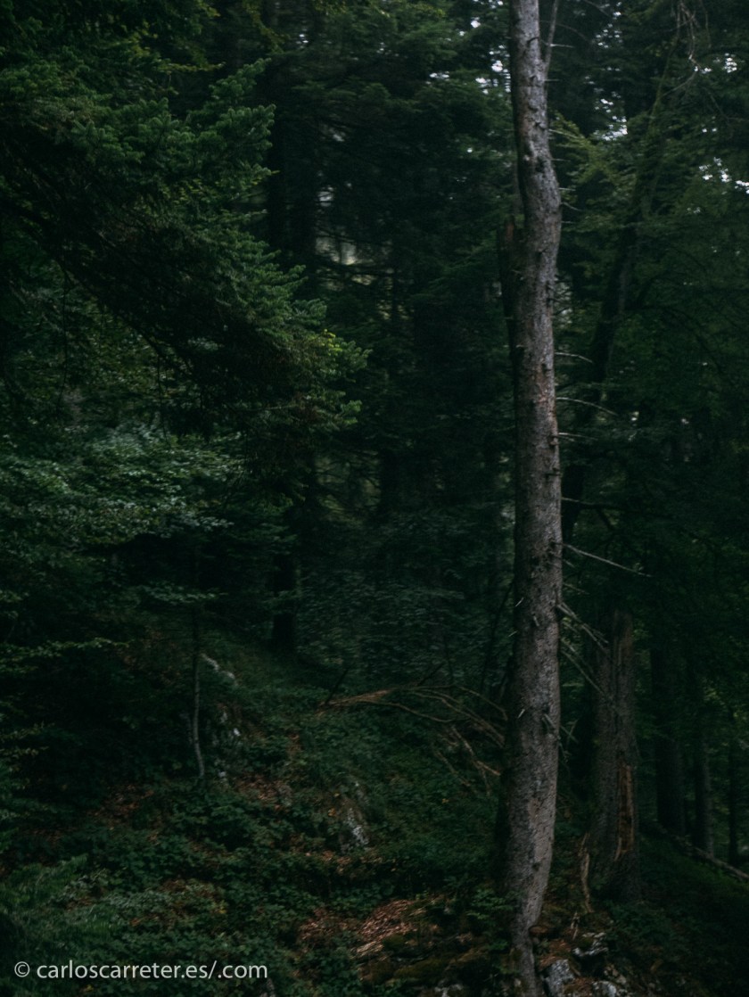 Ya que se nos ha ido quien algunos consideran un "maestro" del terror, buscaremos fotografías con un ambiente tenebroso.