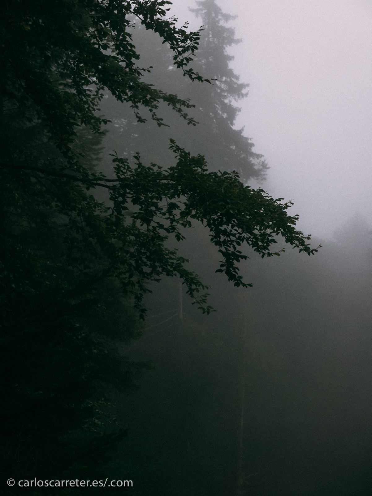 Bosques densos, en la niebla, en los que las casquibanas caperucitas modernas se pierde, encontrándose con feroces lobos con máscaras, cuchillos y malvadas intenciones...
