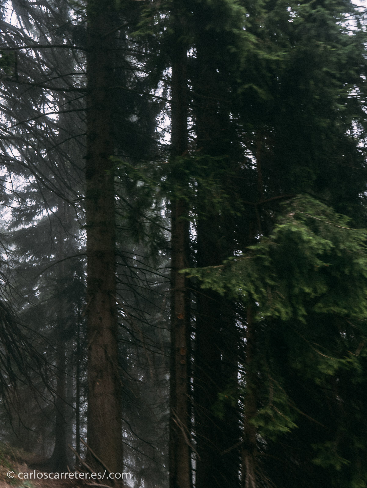 Bueno... en realidad son los bonitos bosques de las laderas del monte Pilatus cerca de Lucerna en Suiza... donde dicen que está enterrado el "malvado" Poncio Pilatos y... ya volvemos con los cuentos de viejas de terror.