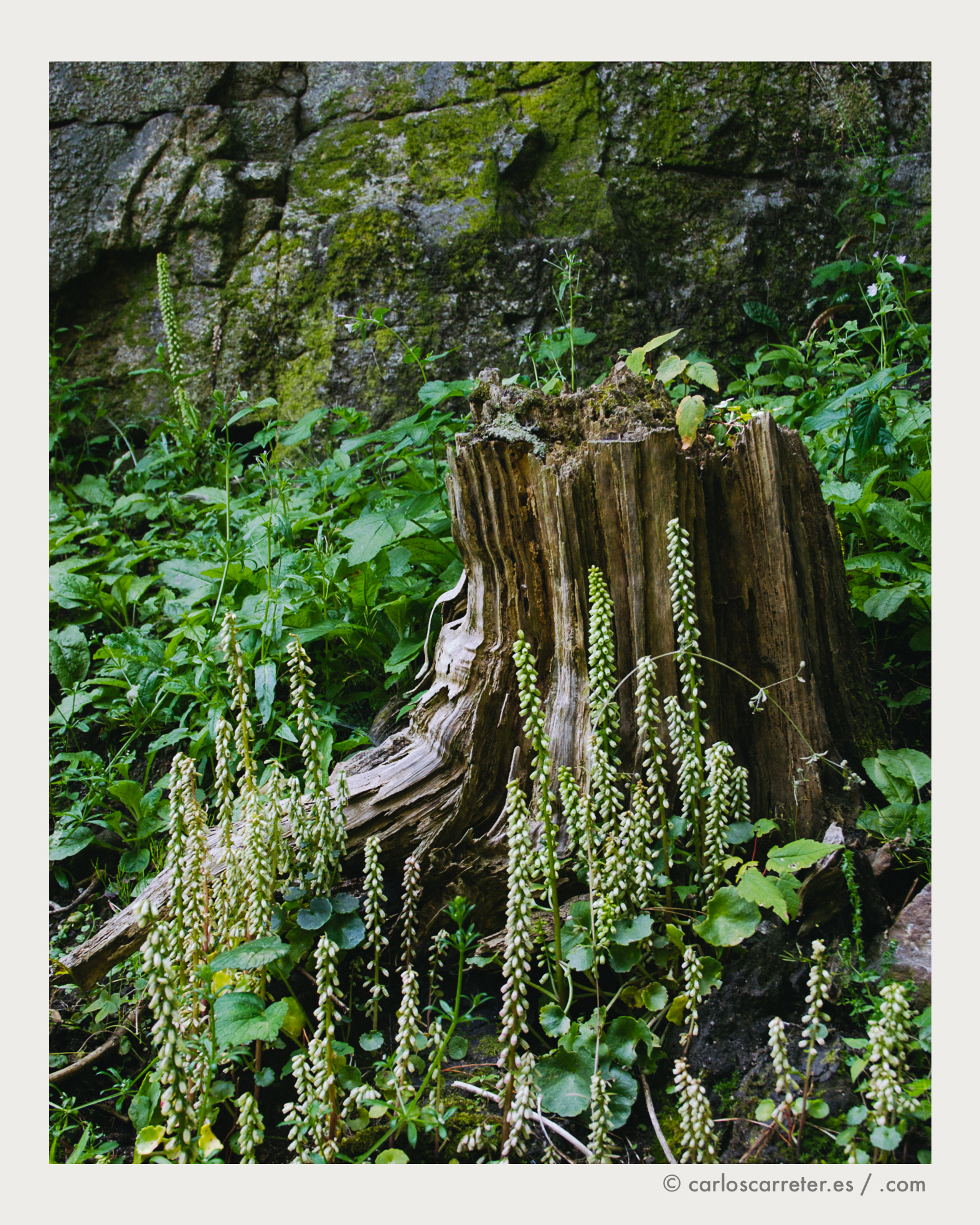 Aunque la película transcurre fundamentalmente en California, especialmente San Francisco...