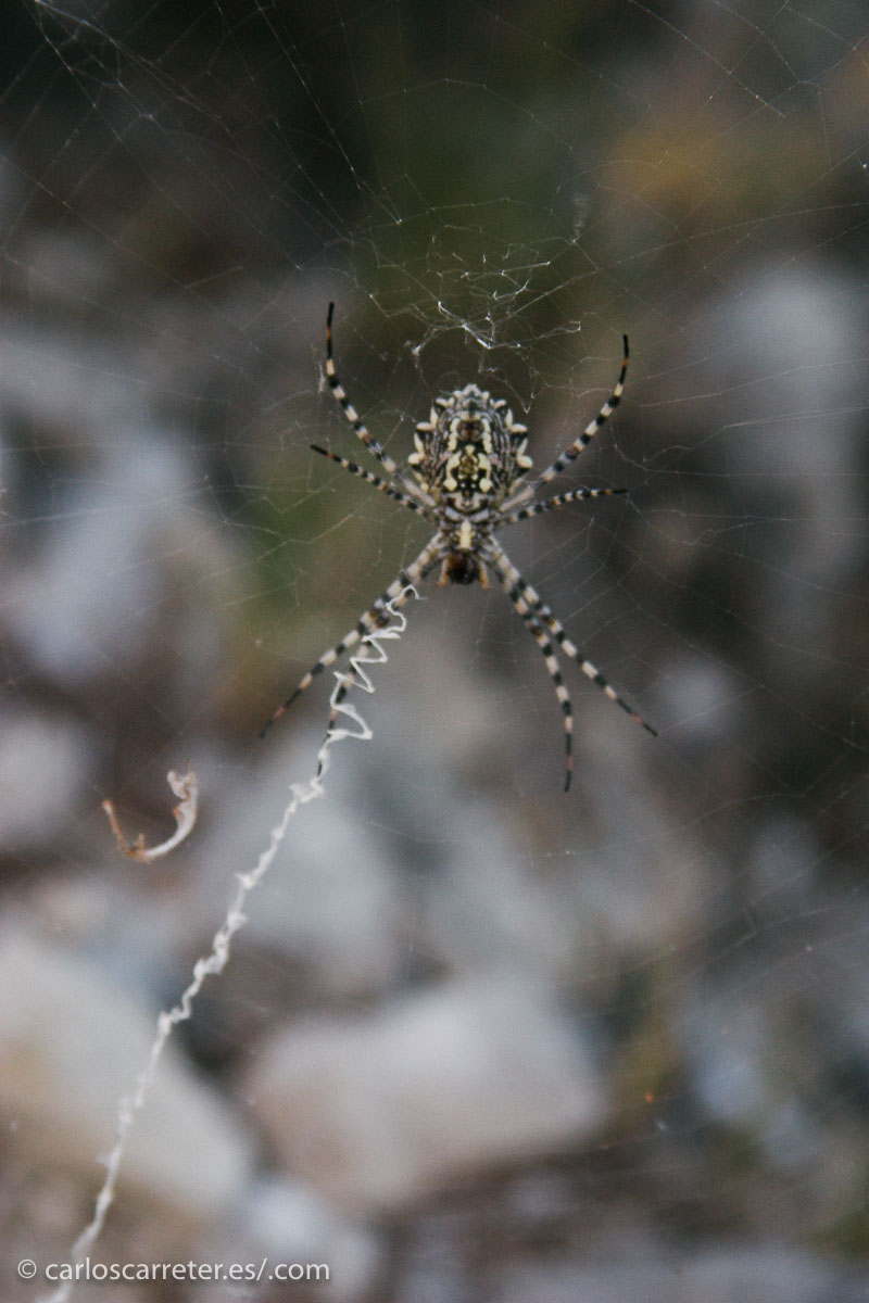 Como en otras entradas televisivas, algunas de las últimas apariciones en mi tumblr viajero, como el paisaje de la Plana de Zaragoza en la cabecera, o esta araña de la sierra de Alcubierre.